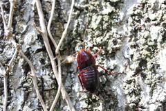 Eurycotis floridana