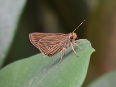 Vehilius stictomenes