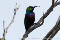 Cinnyris mariquensis