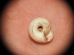 Pseudoxerophila bathytera