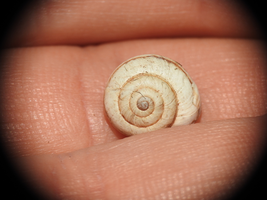 Pseudoxerophila bathytera