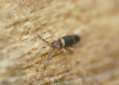 Entomobrya albocincta