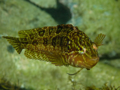 Clinus superciliosus