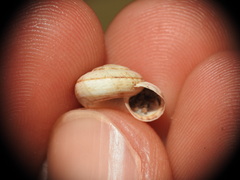 Pseudoxerophila bathytera