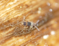 Entomobrya albocincta