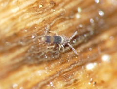 Entomobrya albocincta