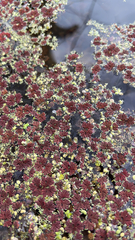 Azolla filiculoides
