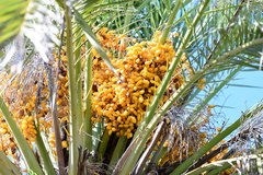 Phoenix dactylifera