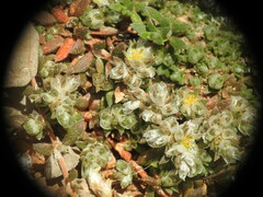 Paronychia macrosepala