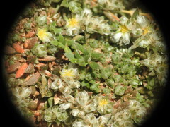 Paronychia macrosepala