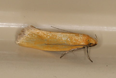 Telocharacta hemicroca