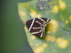 Hemerophila arcigera
