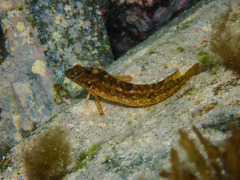 Clinus superciliosus