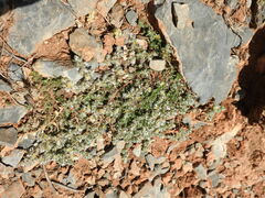 Paronychia macrosepala