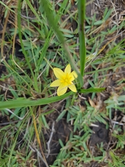 Hypoxis