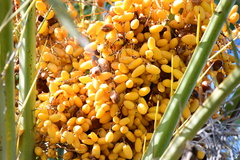 Phoenix dactylifera