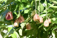 Blighia sapida