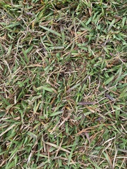 Stenotaphrum secundatum