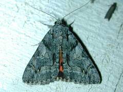 Catocala verrilliana