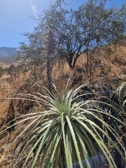 Puya alpestris