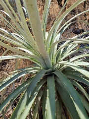 Puya alpestris