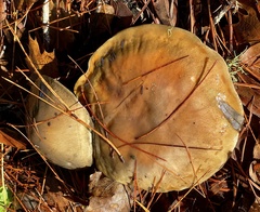 Suillus pungens