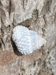Cenchritis muricatus