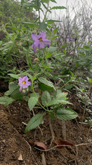 Solanum xanti