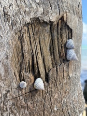 Cenchritis muricatus