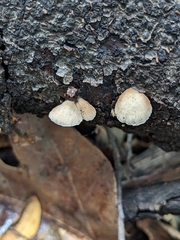 Crepidotaceae
