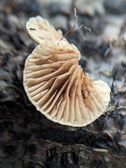 Crepidotaceae