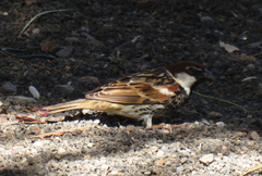 Passer hispaniolensis hispaniolensis