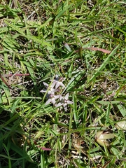 Asclepias
