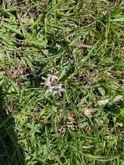 Asclepias