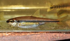Notropis chalybaeus