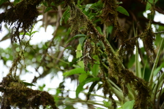 Ionopsis satyrioides