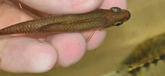 Notropis chalybaeus