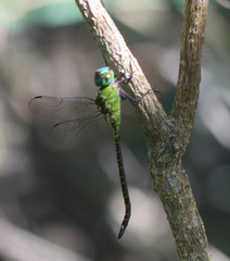 Coryphaeschna adnexa