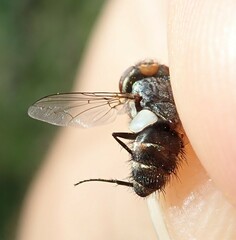 Miltogramma aurifrons