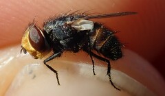 Miltogramma aurifrons