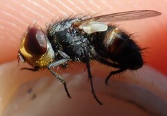 Miltogramma aurifrons