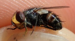 Miltogramma aurifrons