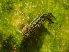 Clinus superciliosus