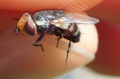 Miltogramma aurifrons