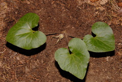 Asarum hartwegii