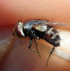 Miltogramma aurifrons