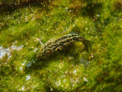 Clinus superciliosus