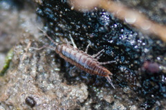 Chaetophiloscia sicula