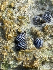 Echinolittorina