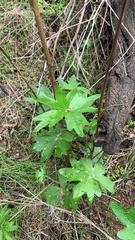 Delphinium cardinale